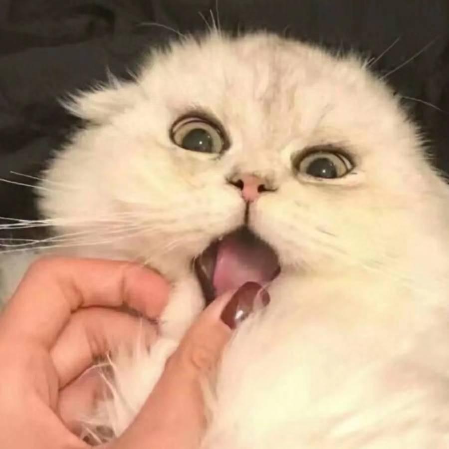 楠 楠