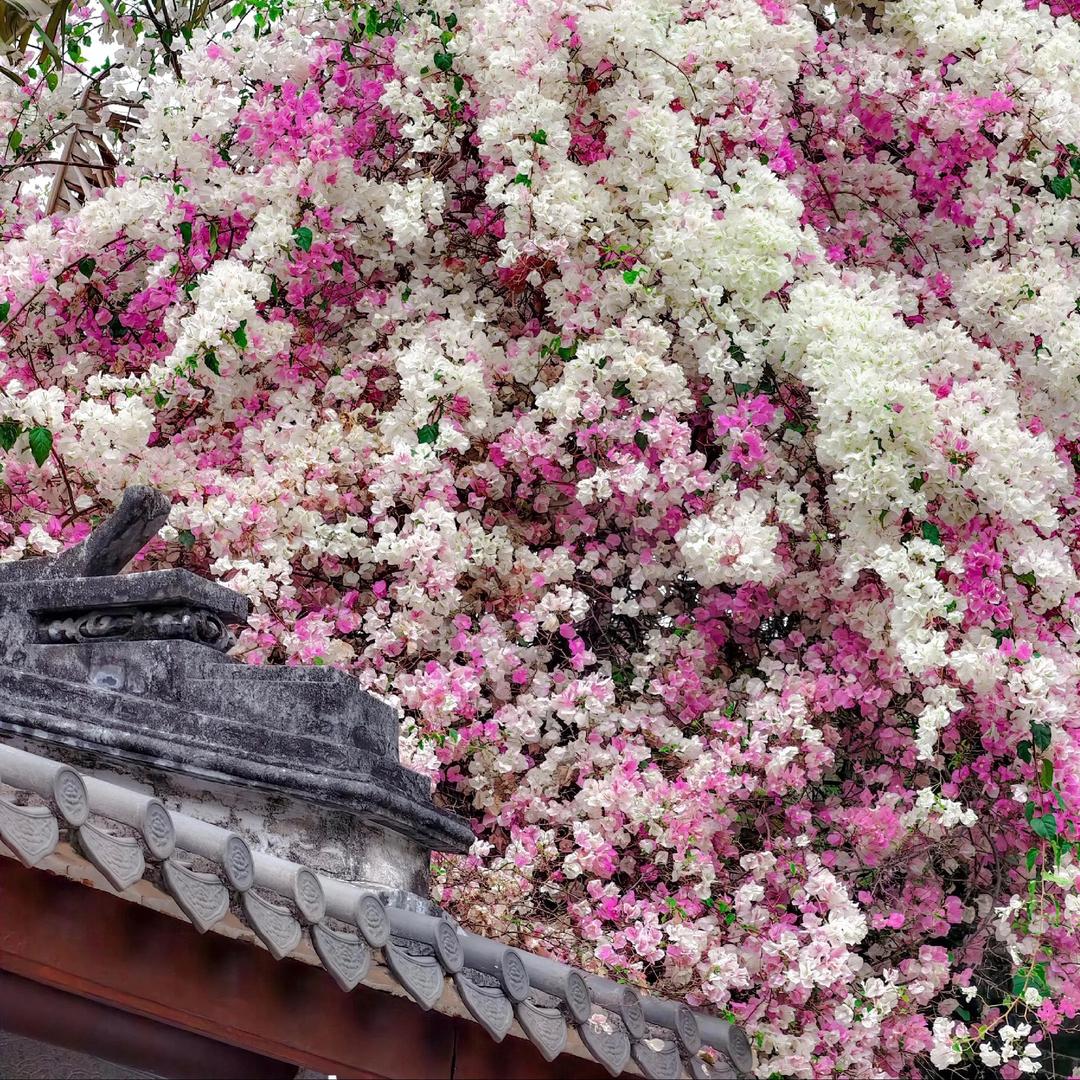 植艺共赏