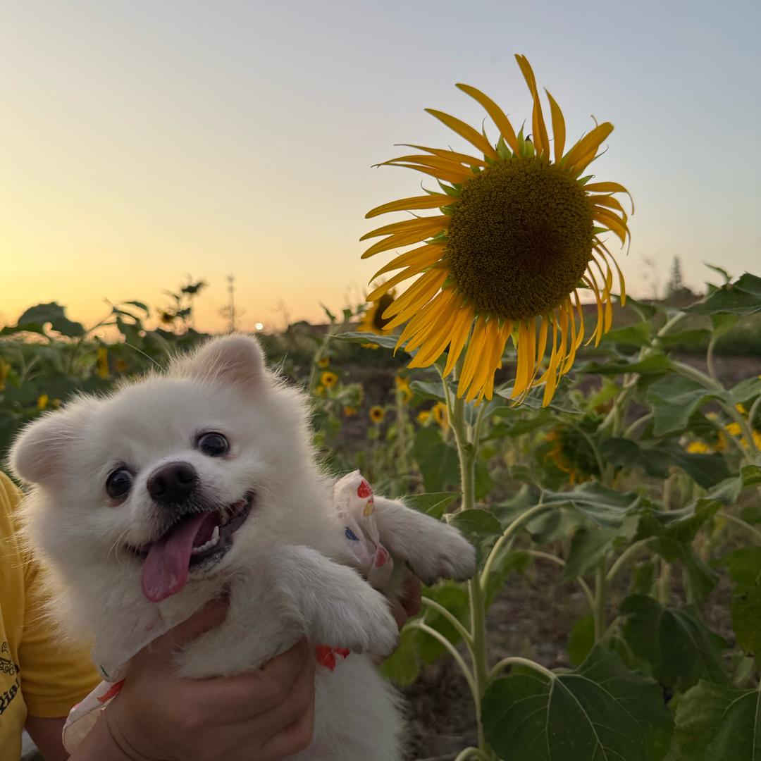 puppy