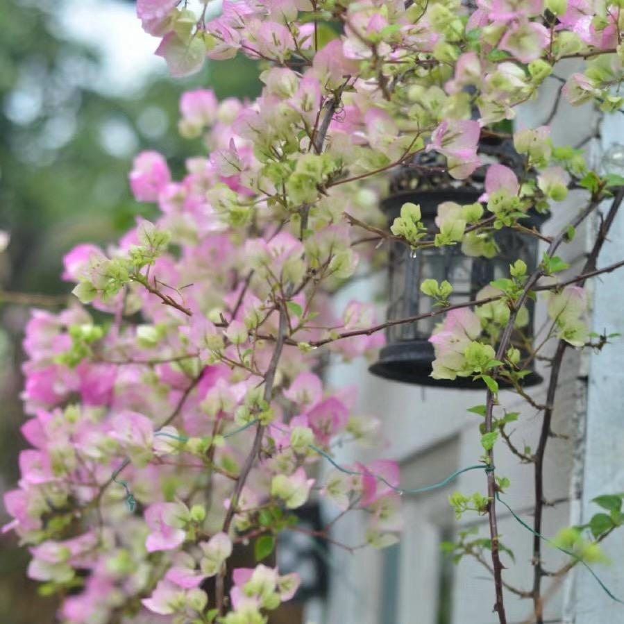 博涵三角梅的头像