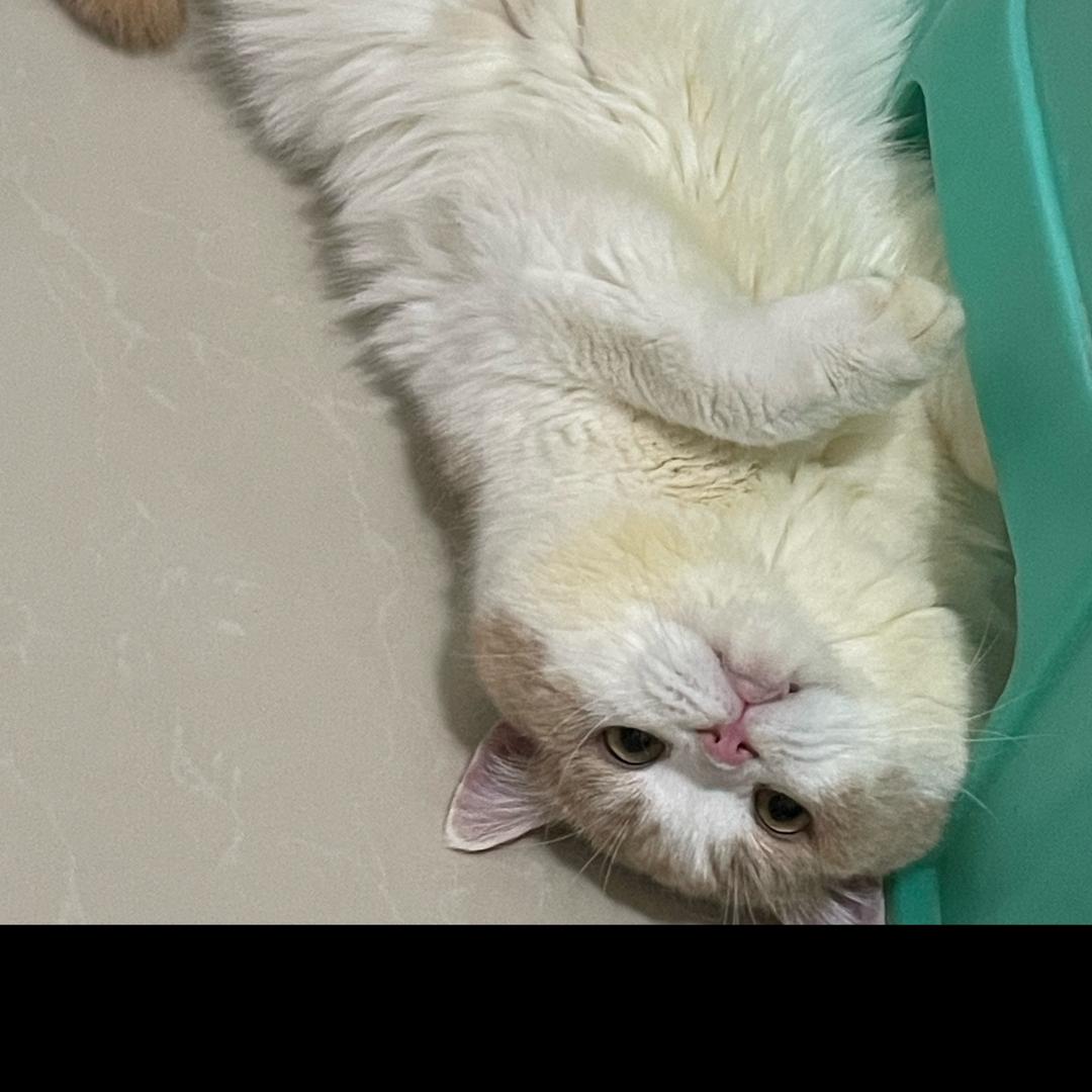 花花🌸