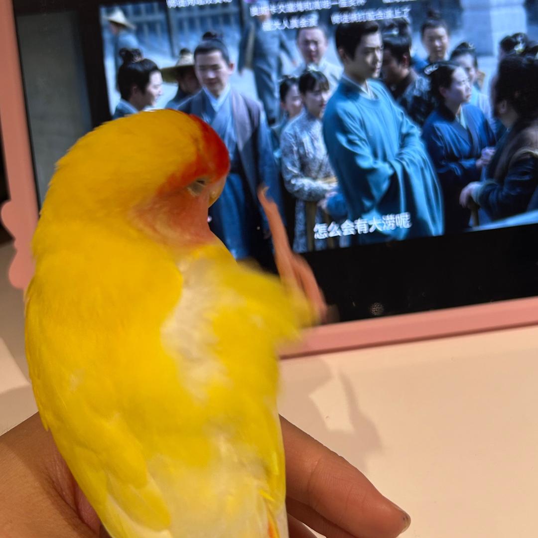 胖叮小小鸟🦜
