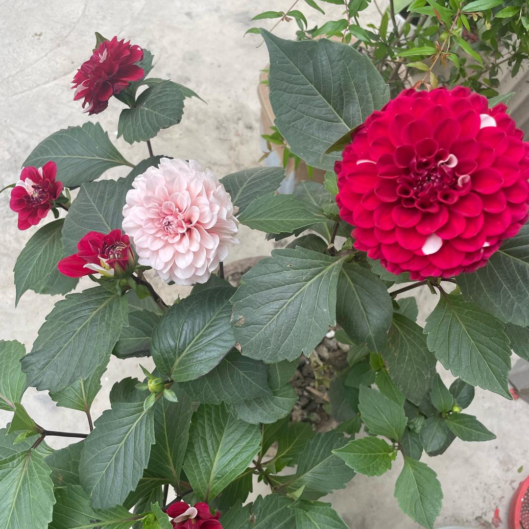 陈小花🌹🐯