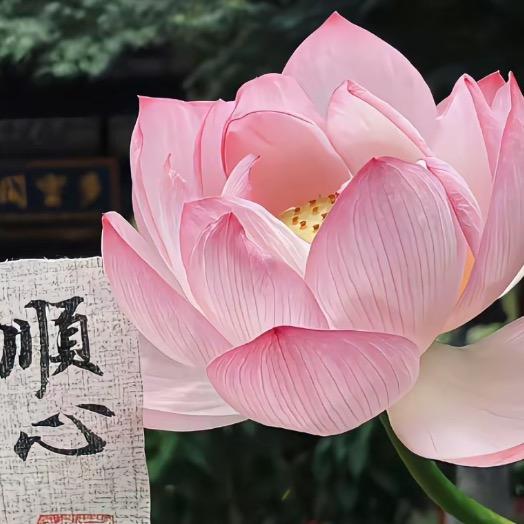 福到家19