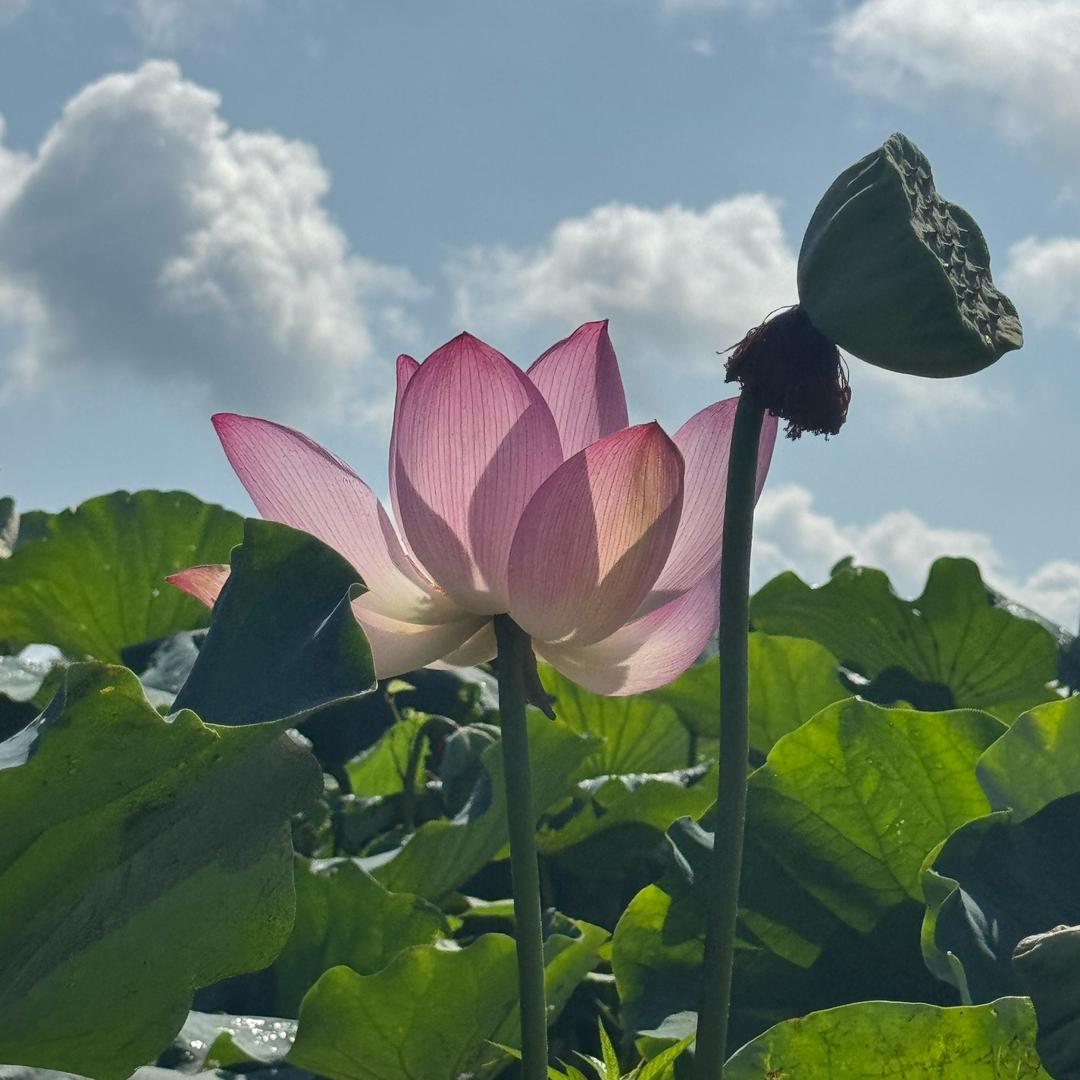 种白莲大叔