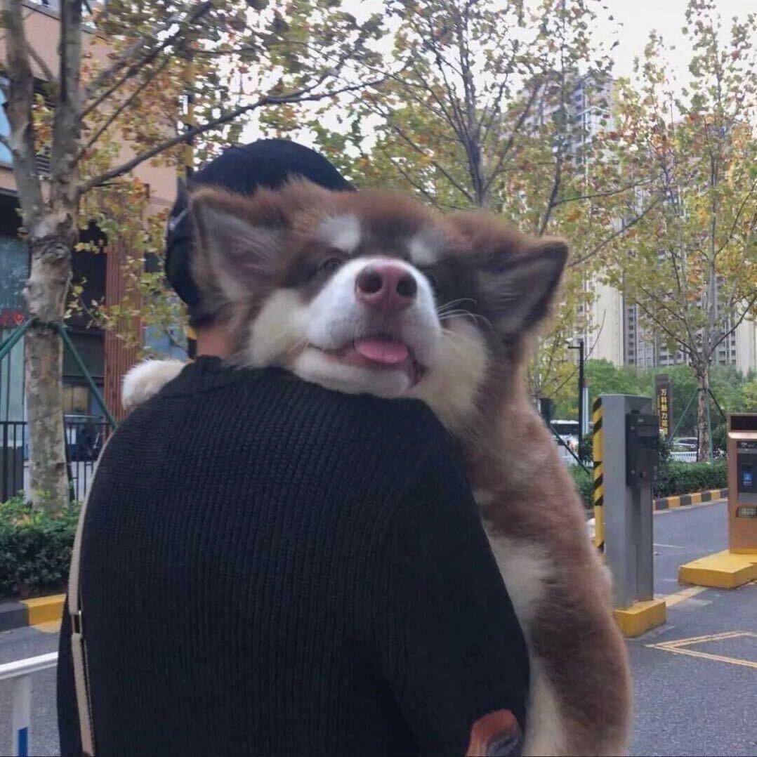 黑蛋【全年无休】