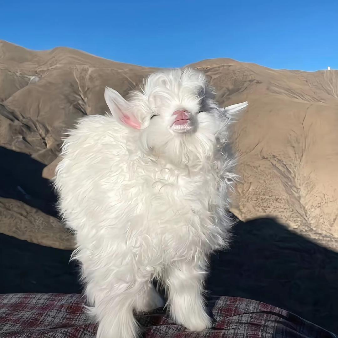 妈妈说名字太长会有傻子跟着念