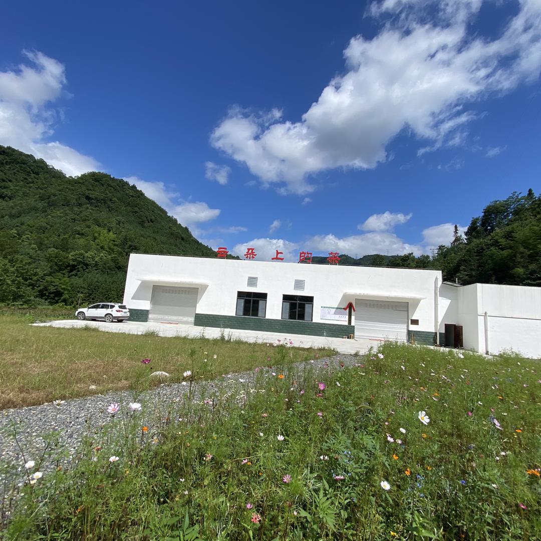 云朵上的茶《北川苔子茶》