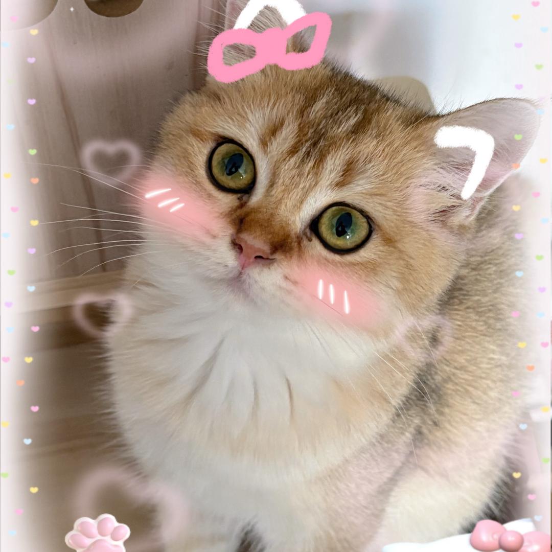 喵喵🐱