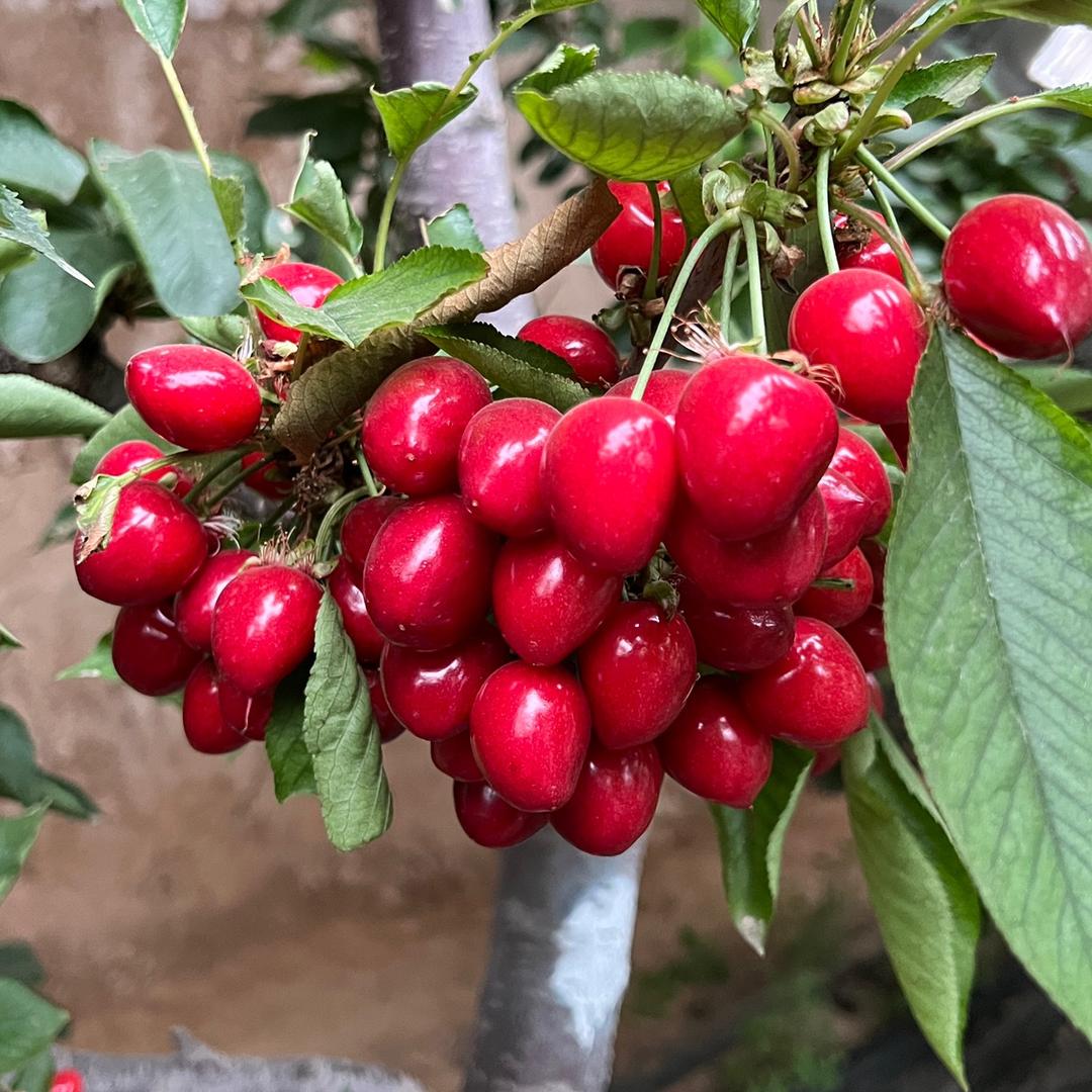 花牛牛生鲜