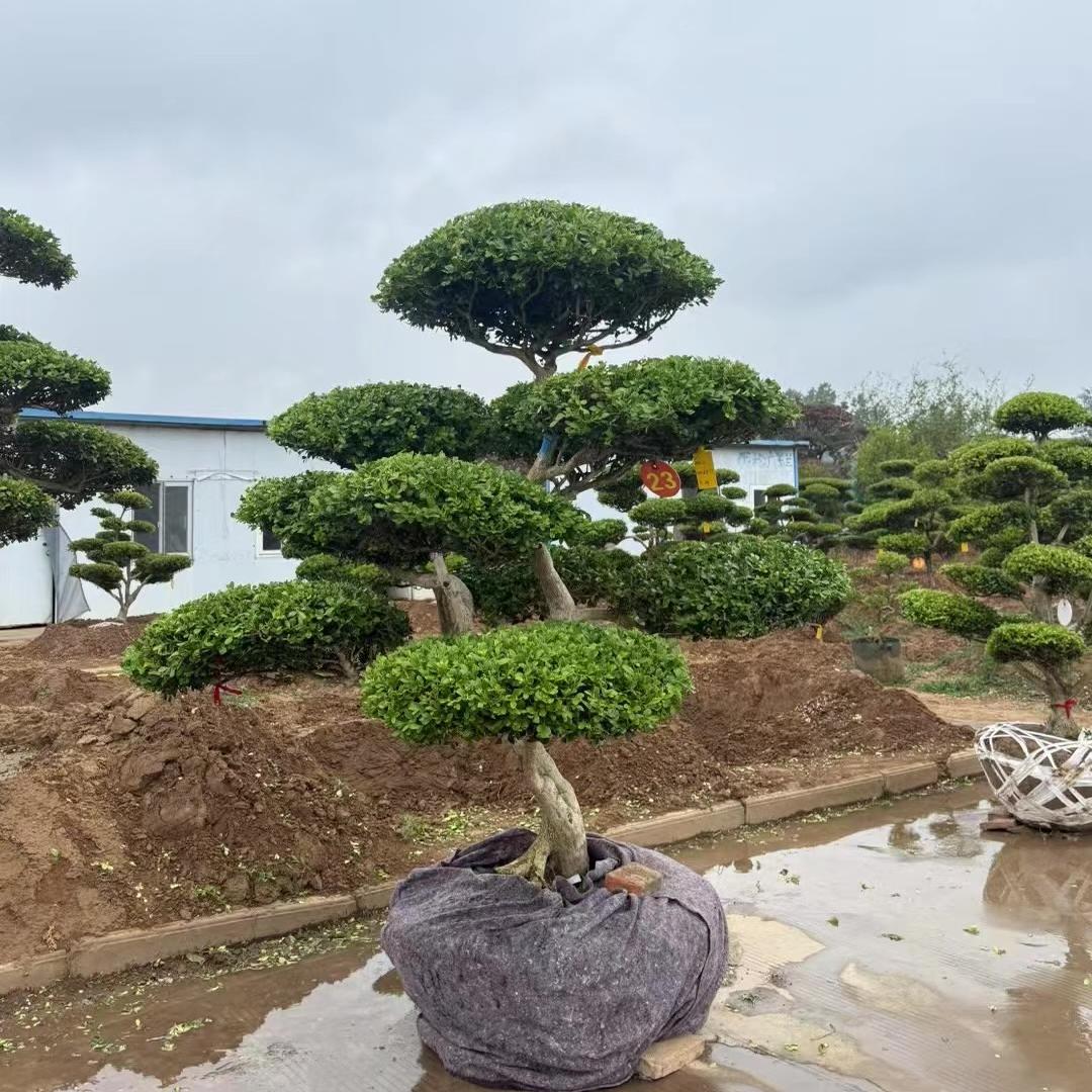 曼曼黄杨造型树