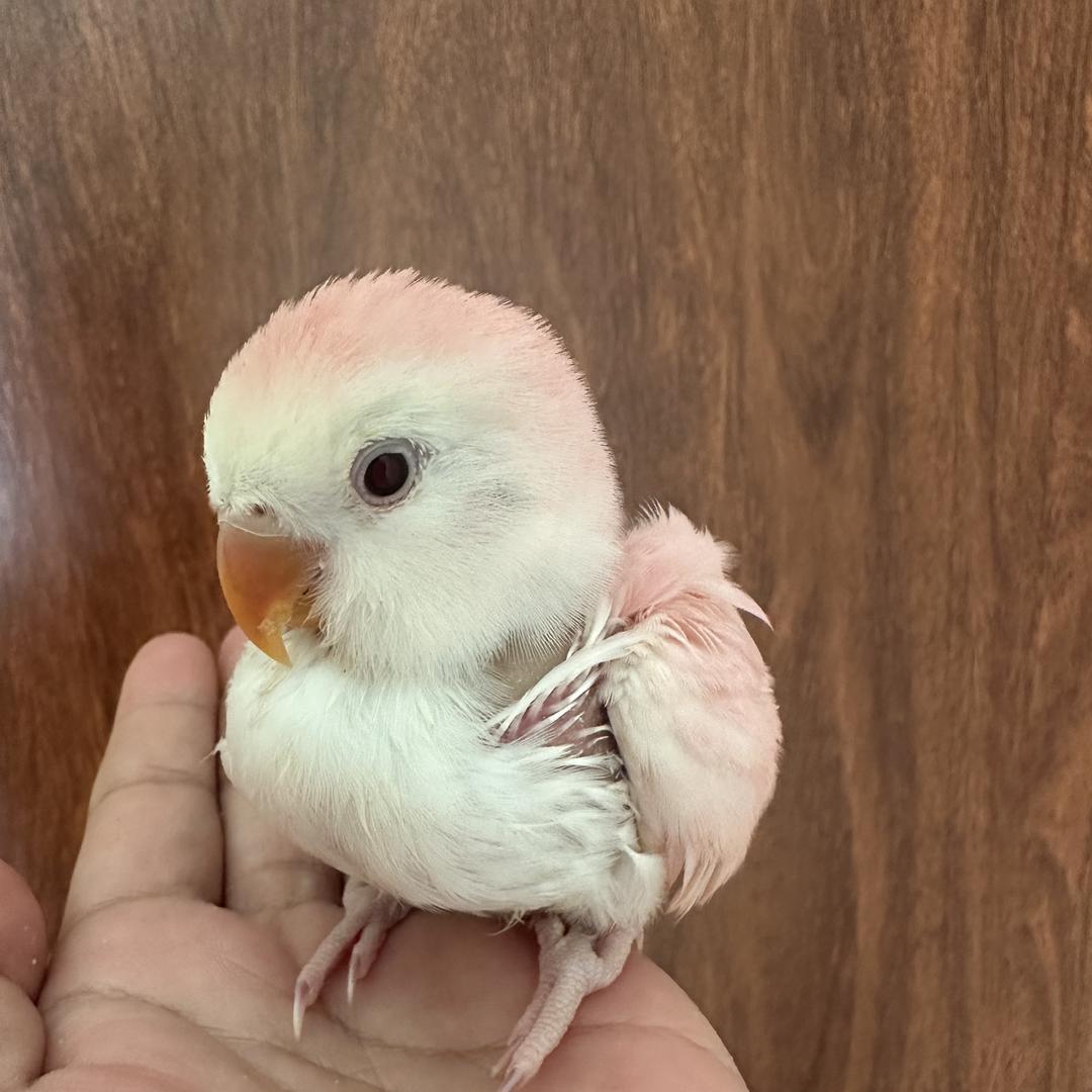 鹉则天鹦宠之家