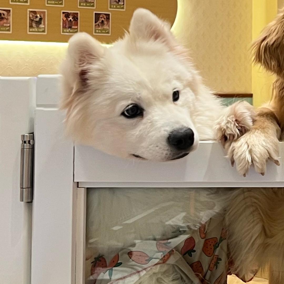 (ˊo̶̶̷ᴗo̶̶̷`)