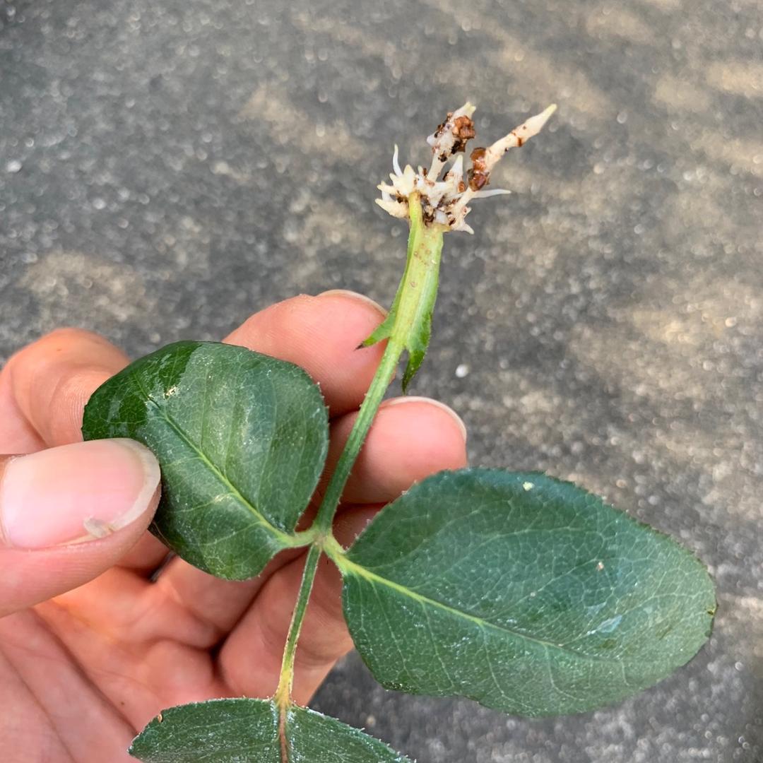 默默花卉苗木繁育