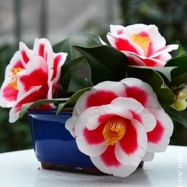 漳平市永福花颜阁花木场