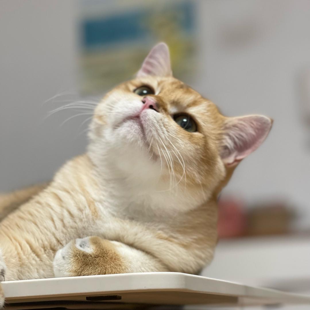 金钩包是个馋猫猫