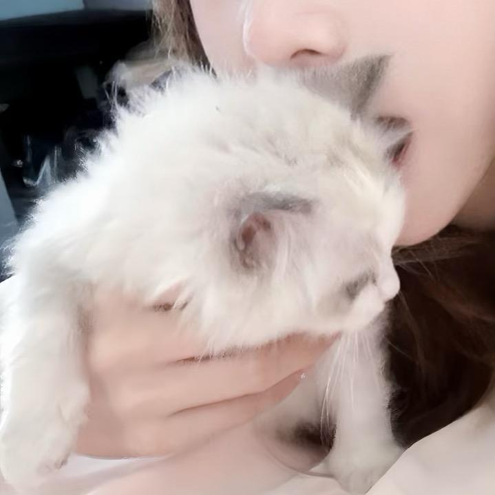 流浪小院(35只小猫咪)