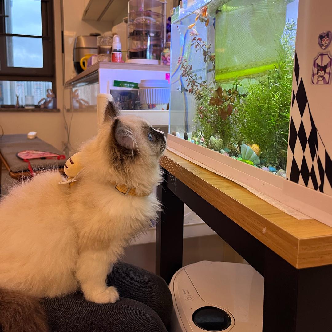 喵了个咪的奇葩梦🐱
