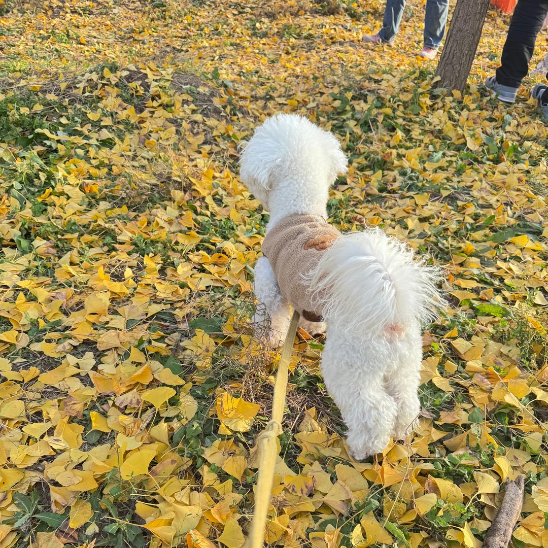 网红球球