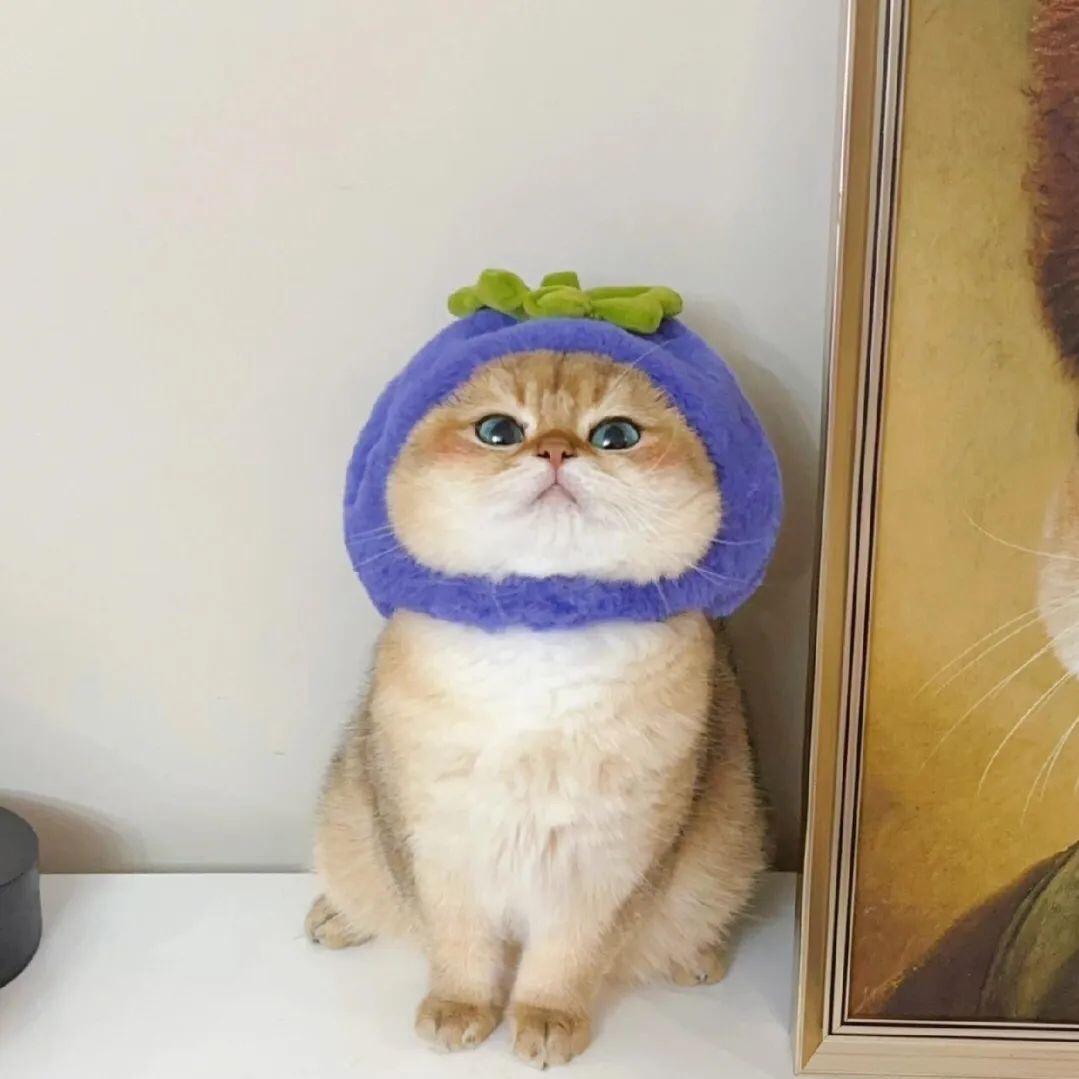 柚子呀