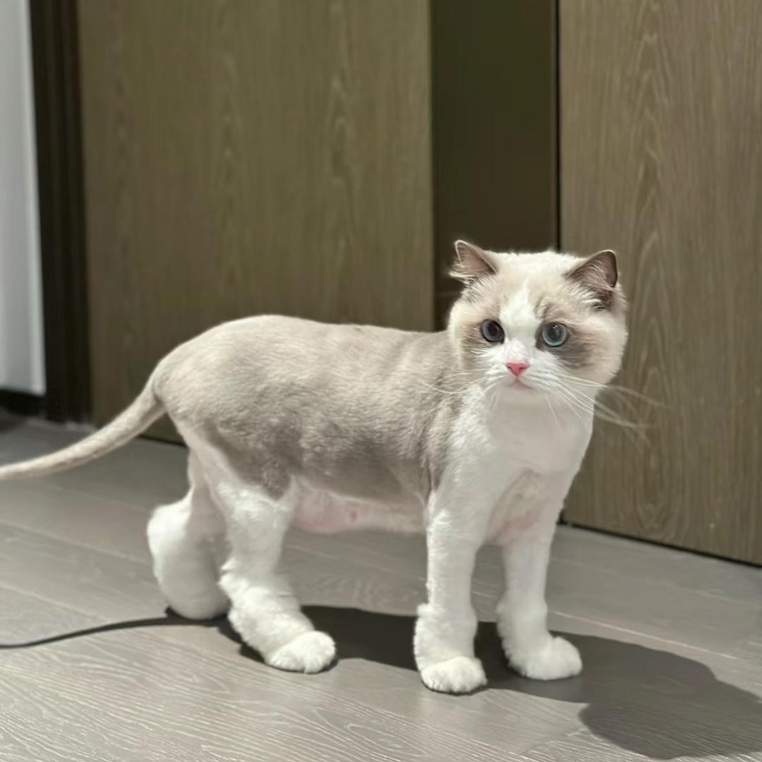 小地蕾