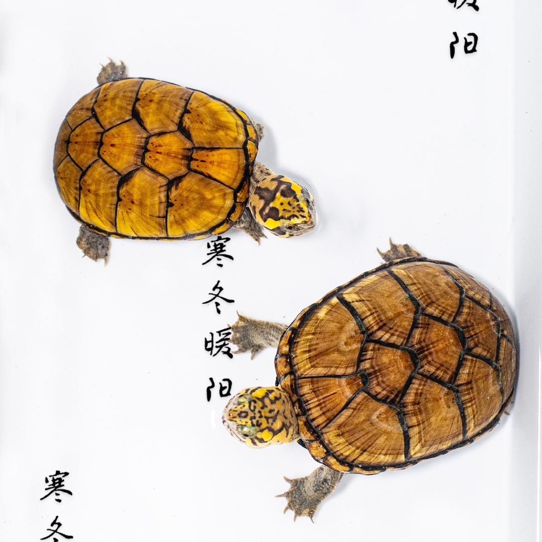 寒冬暖阳