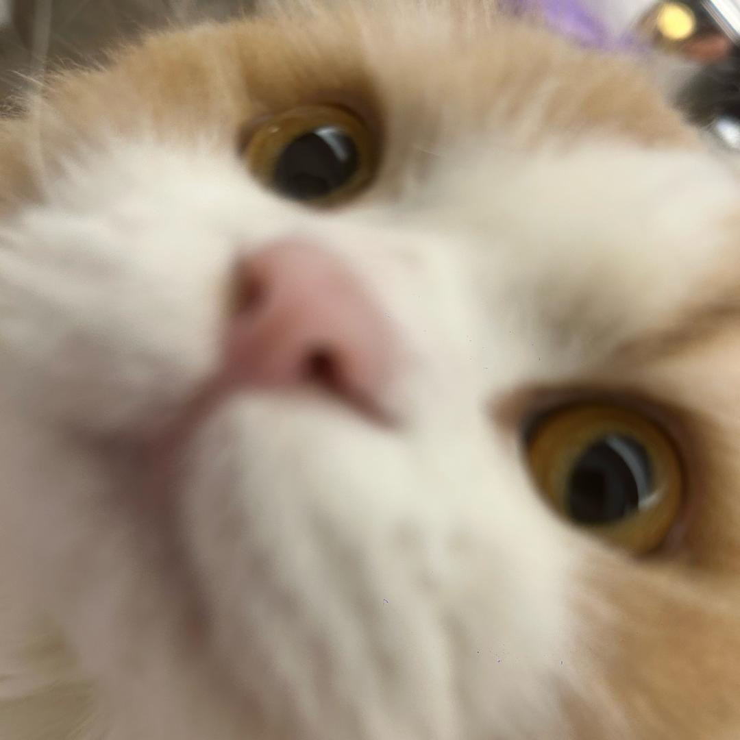 美丽猫猫头