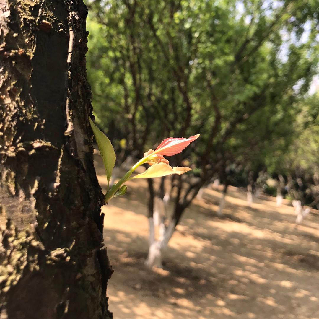 yu'xuan小院