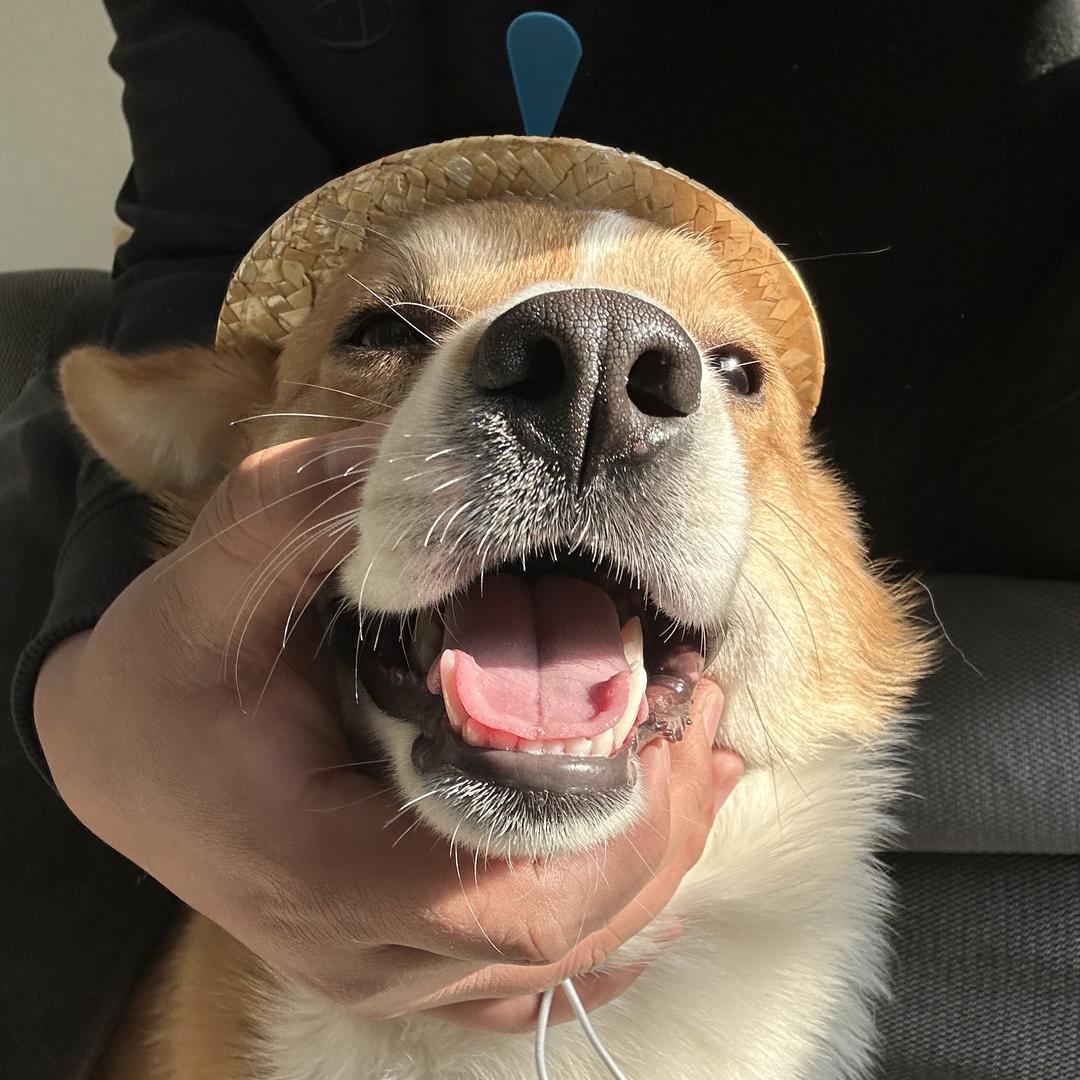 养猫的陆离