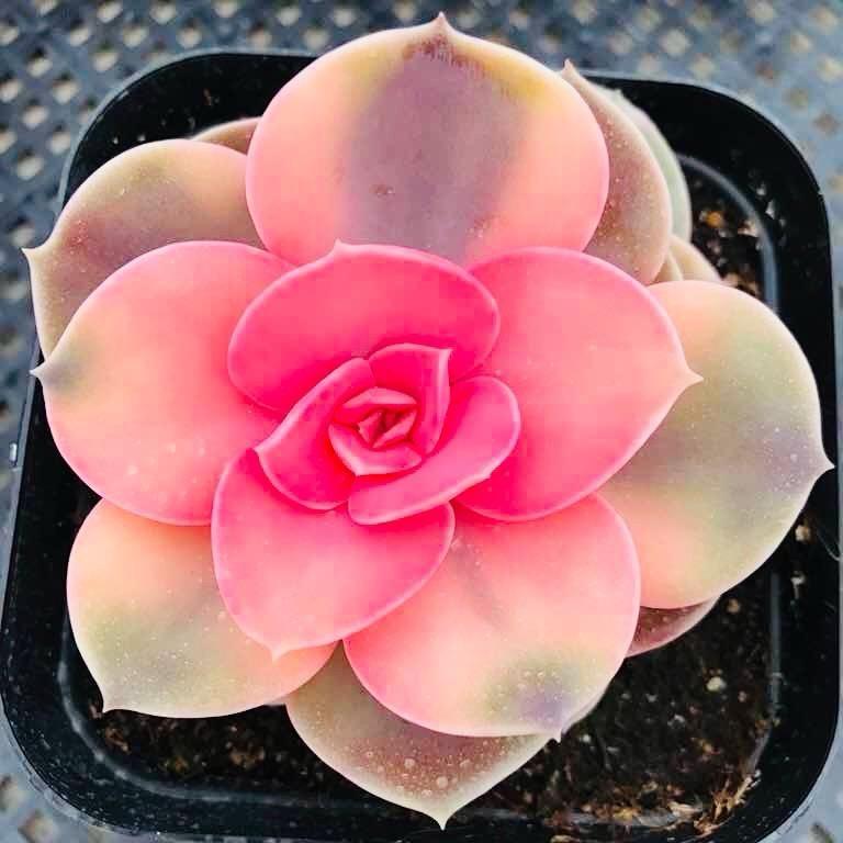 沁香阁多肉