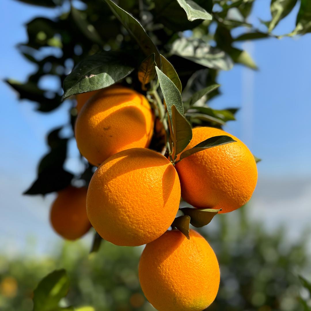 家乡优质农产品（推荐）