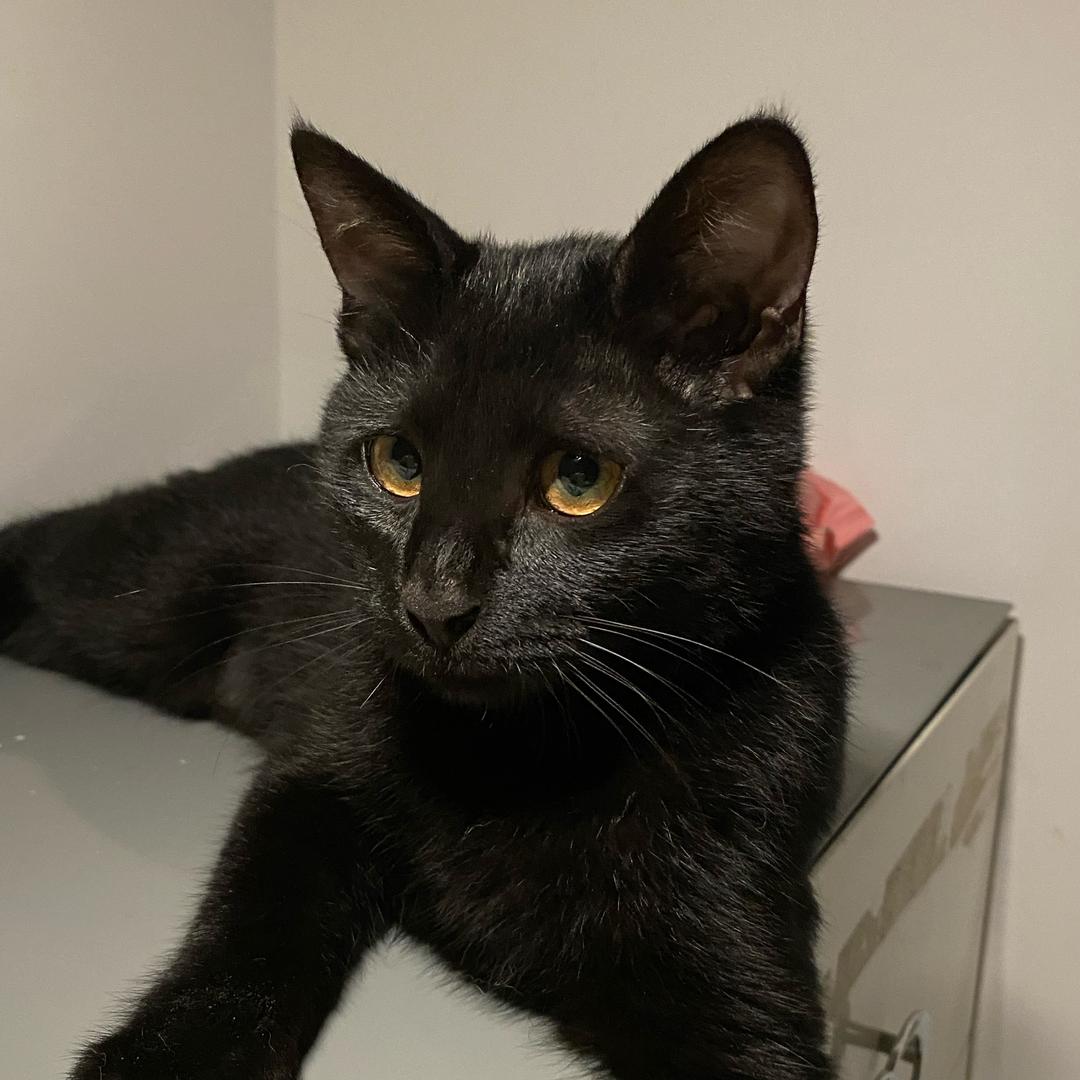 🐈‍⬛黑猫家族