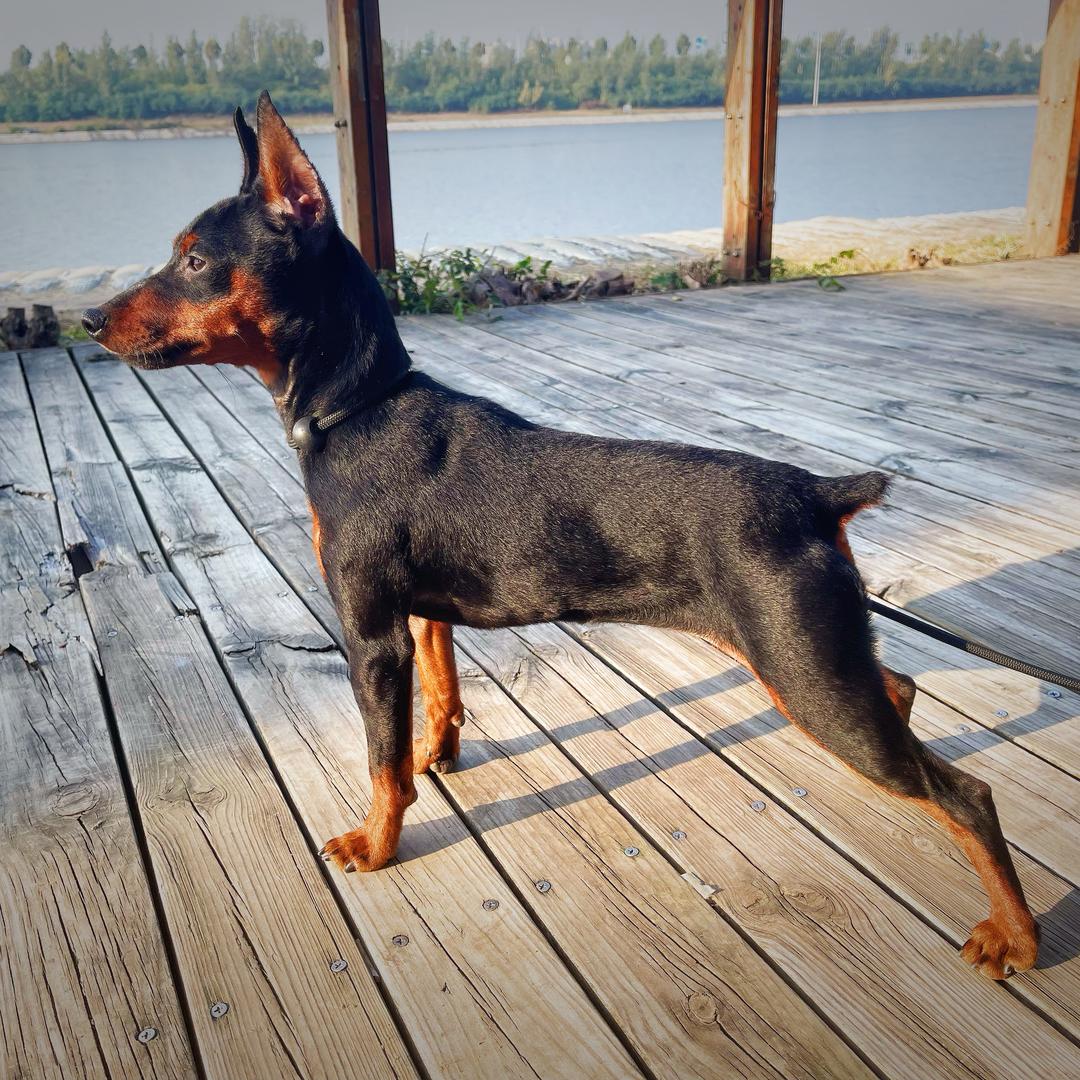 点点是只宾沙犬🐶