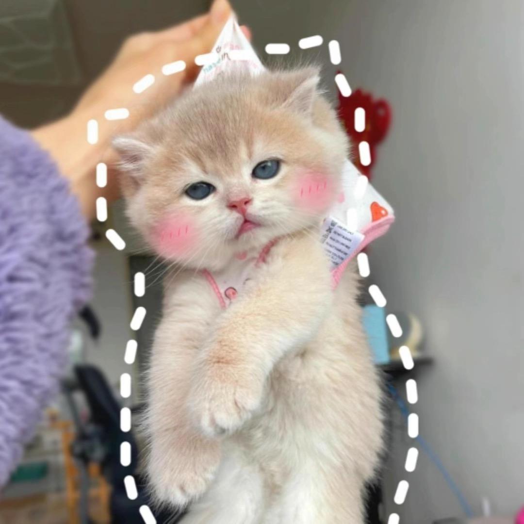 蛋卷和蛋花