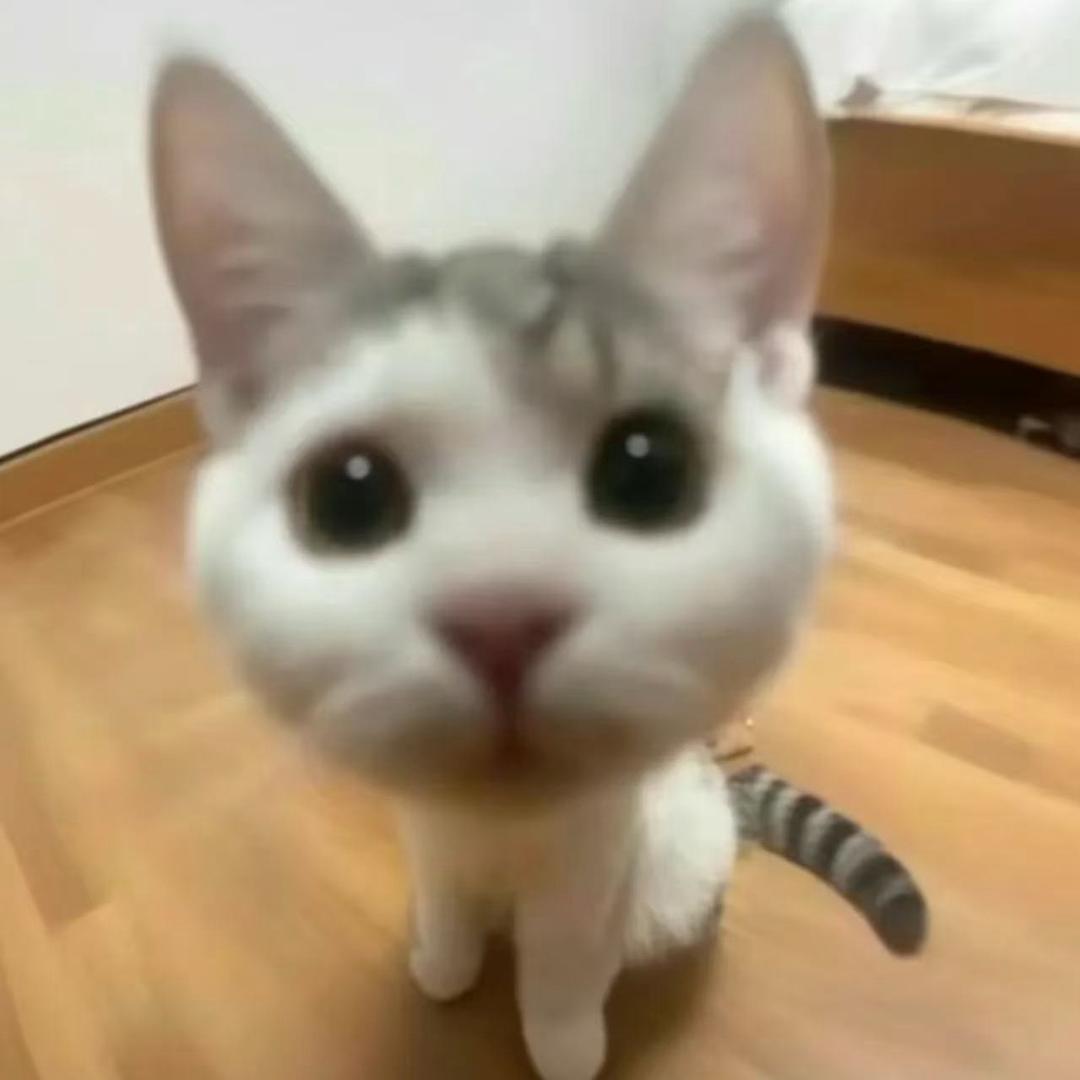 逃跑的鱼丸