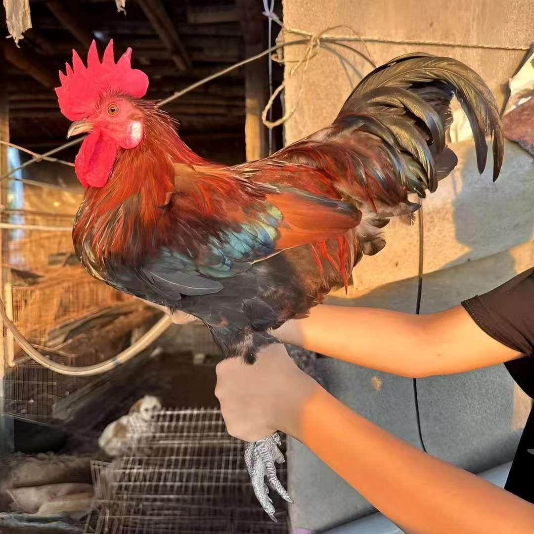 云禾养殖