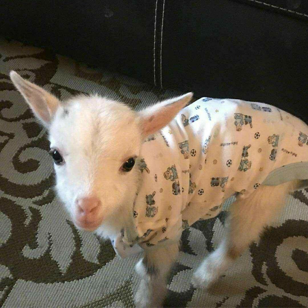 🐑…
