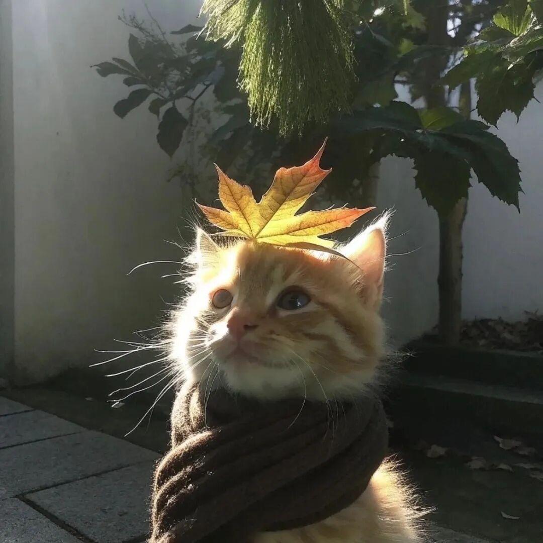 川术