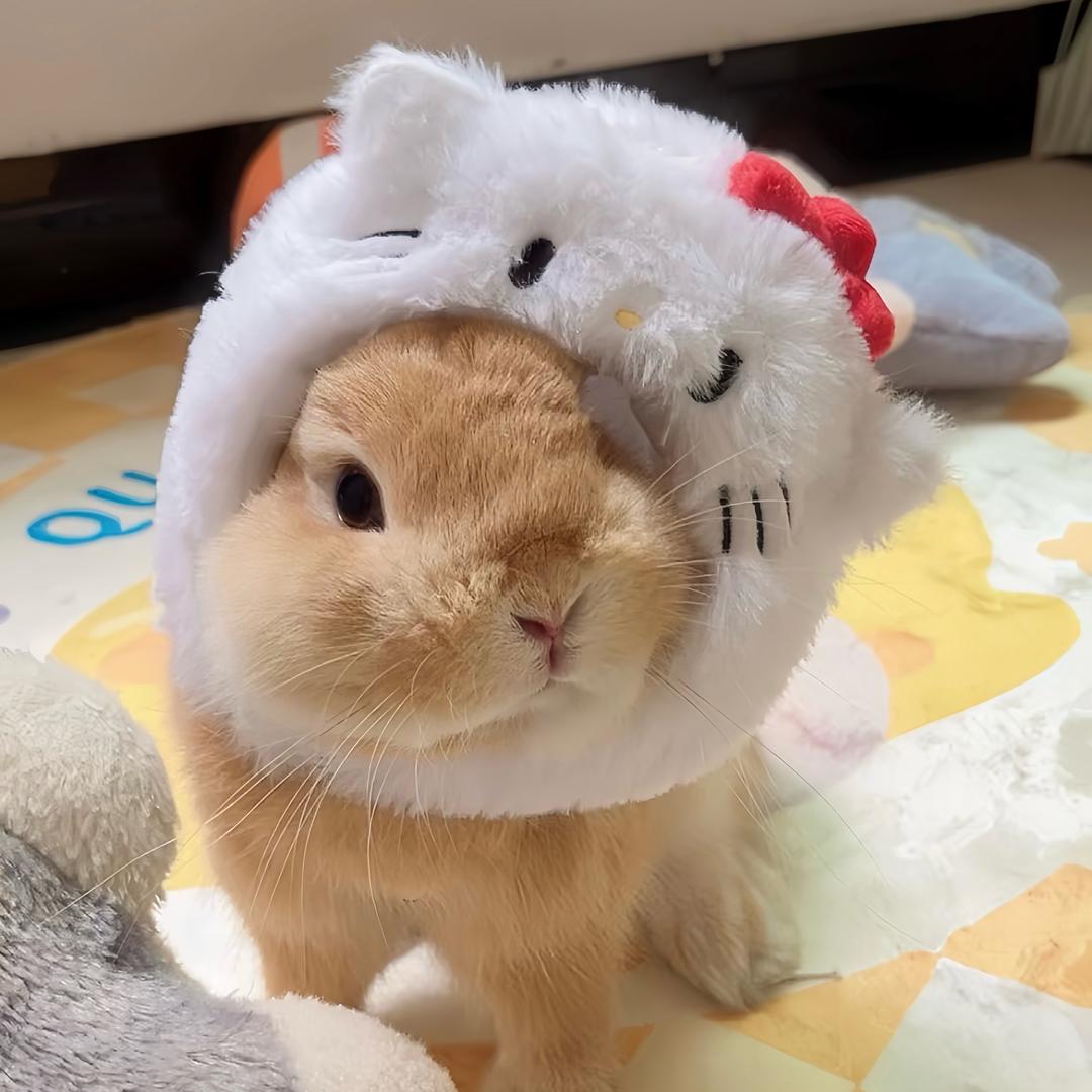 三斤🐰