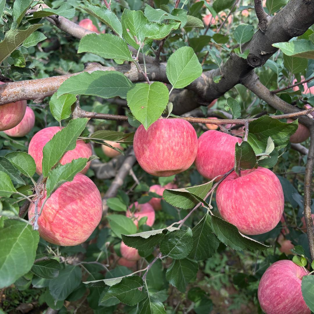 🍎金苹果（灵宝寺河山苹果）