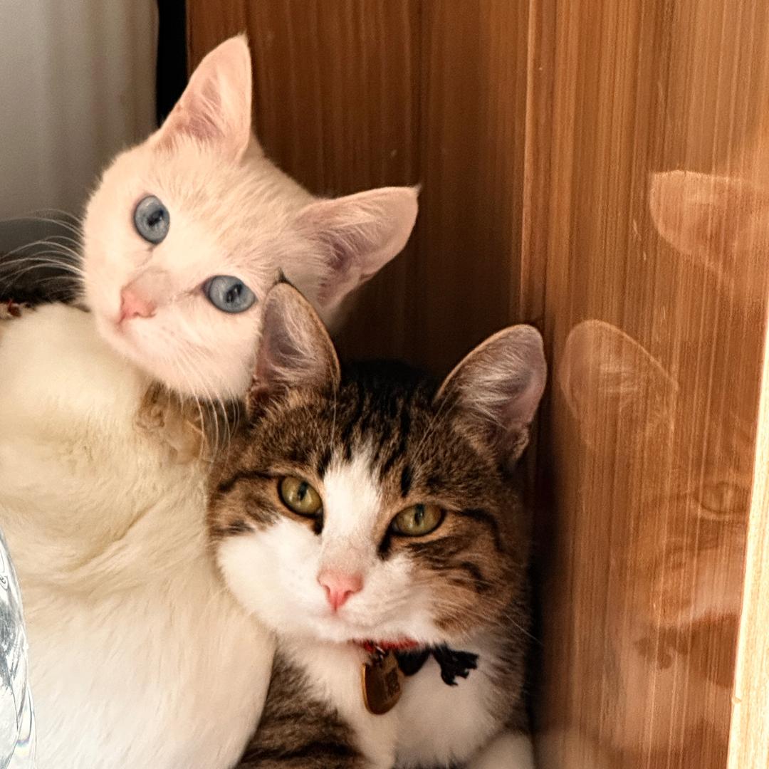 小布🐱猫咖