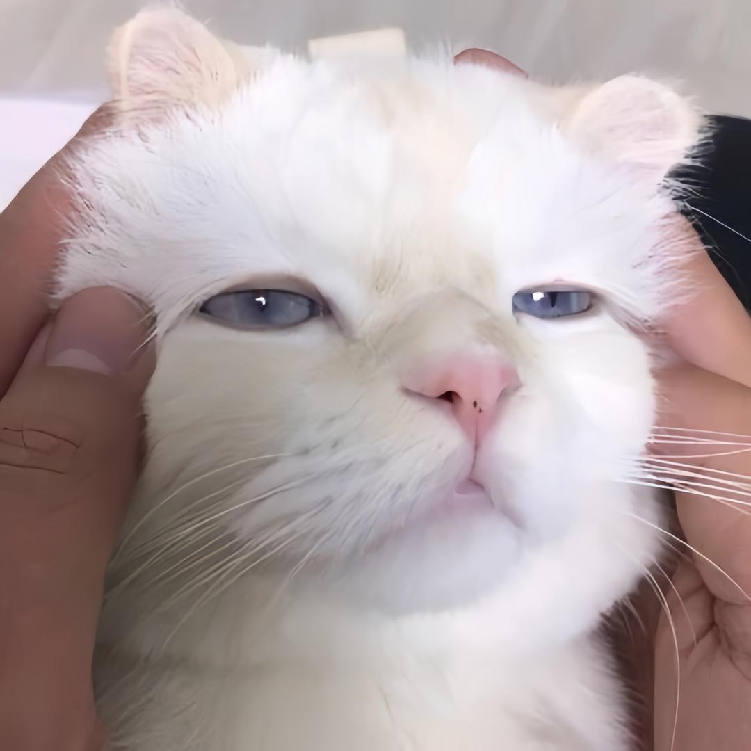 NN