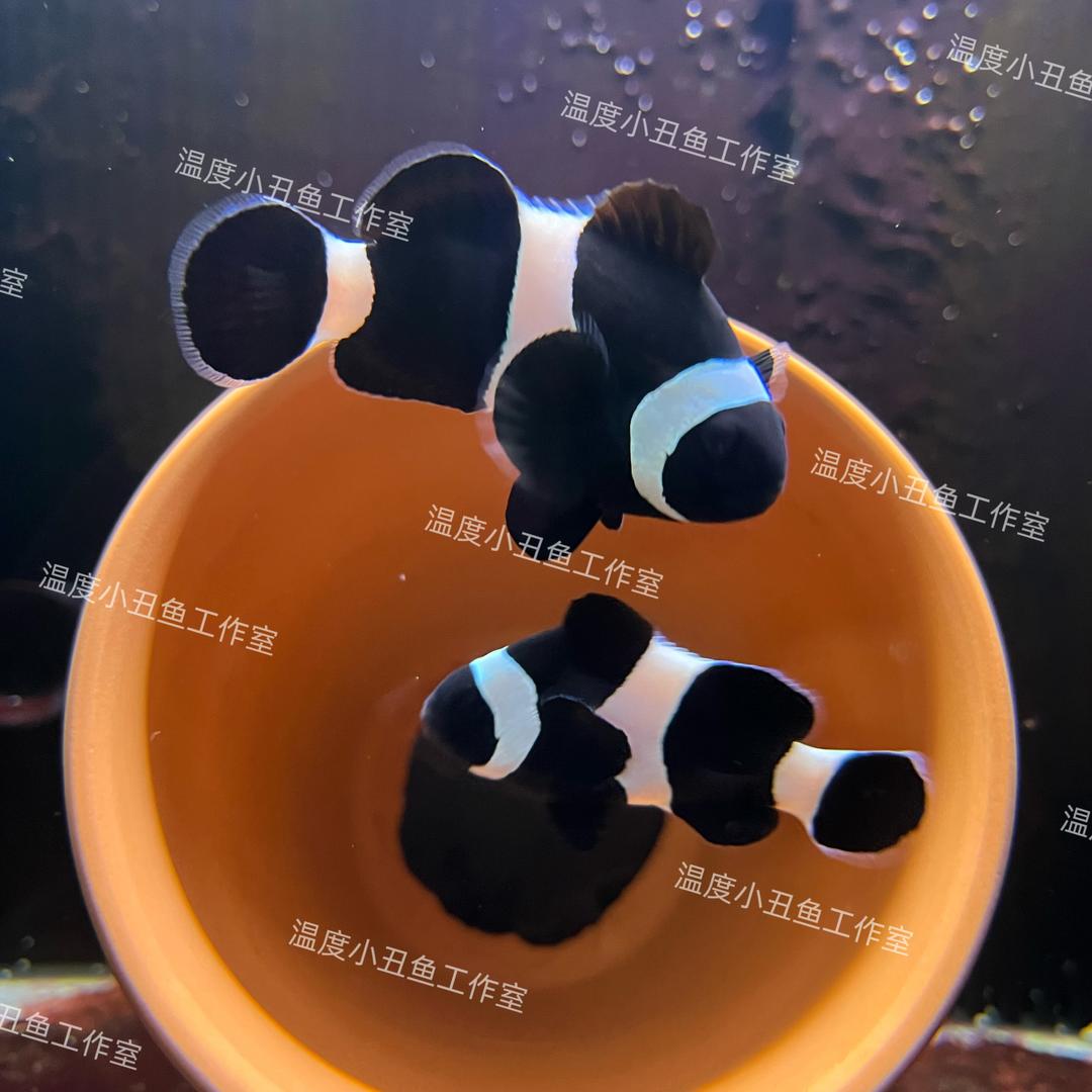 温度小丑鱼繁殖技术交流