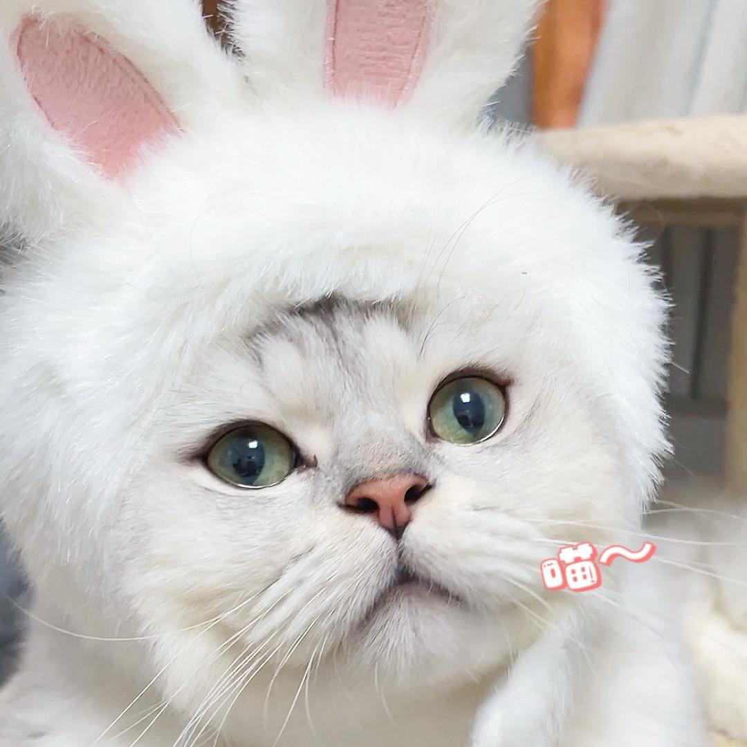 啾啾有啾咪