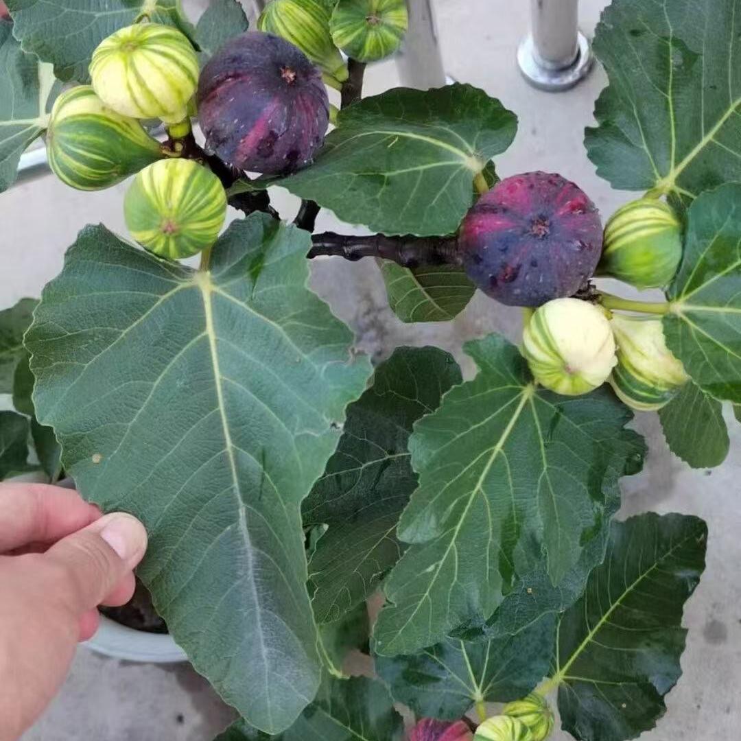 春公子康伟果树苗木专卖店
