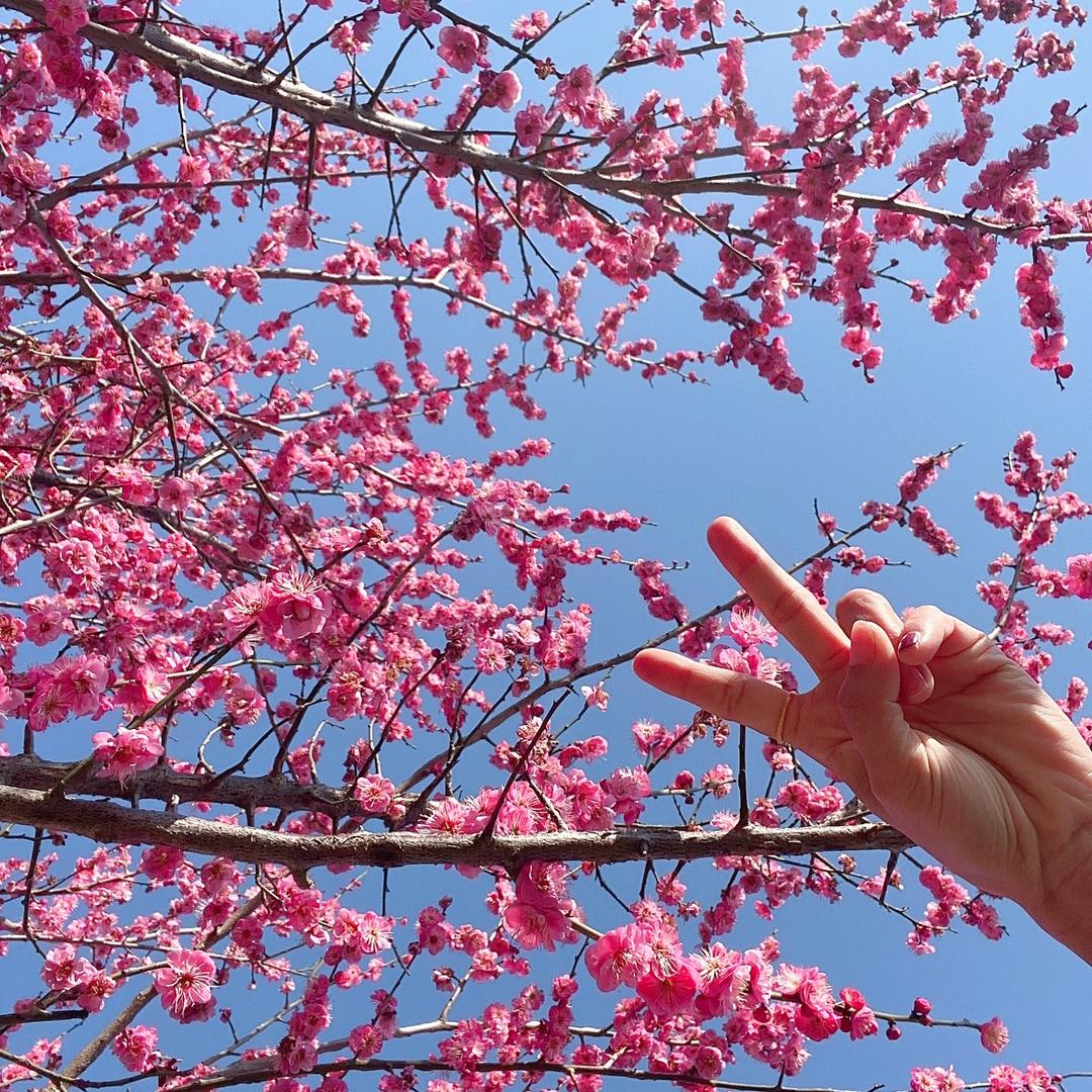 🍀墨度青花🌸