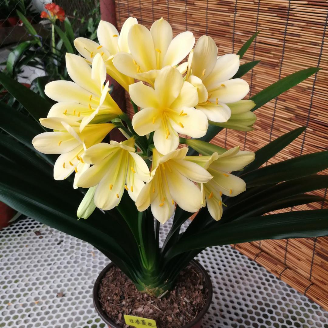 花屿园艺场