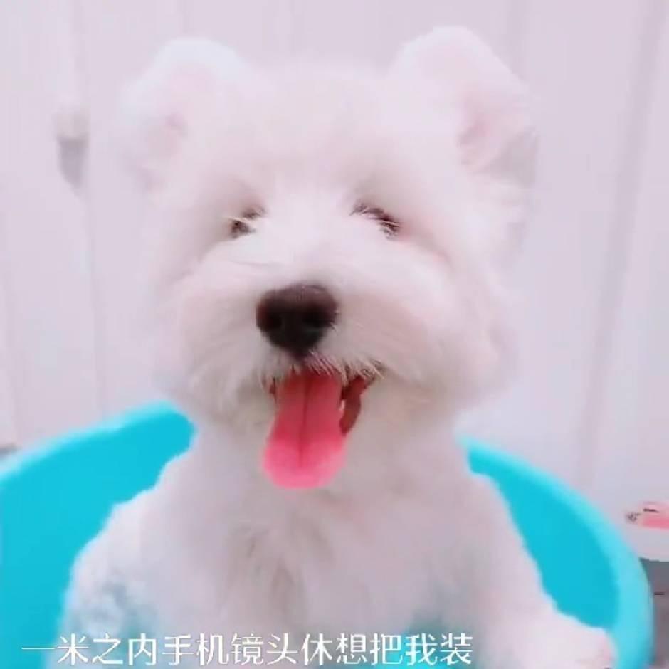 淄博西高地萌宠