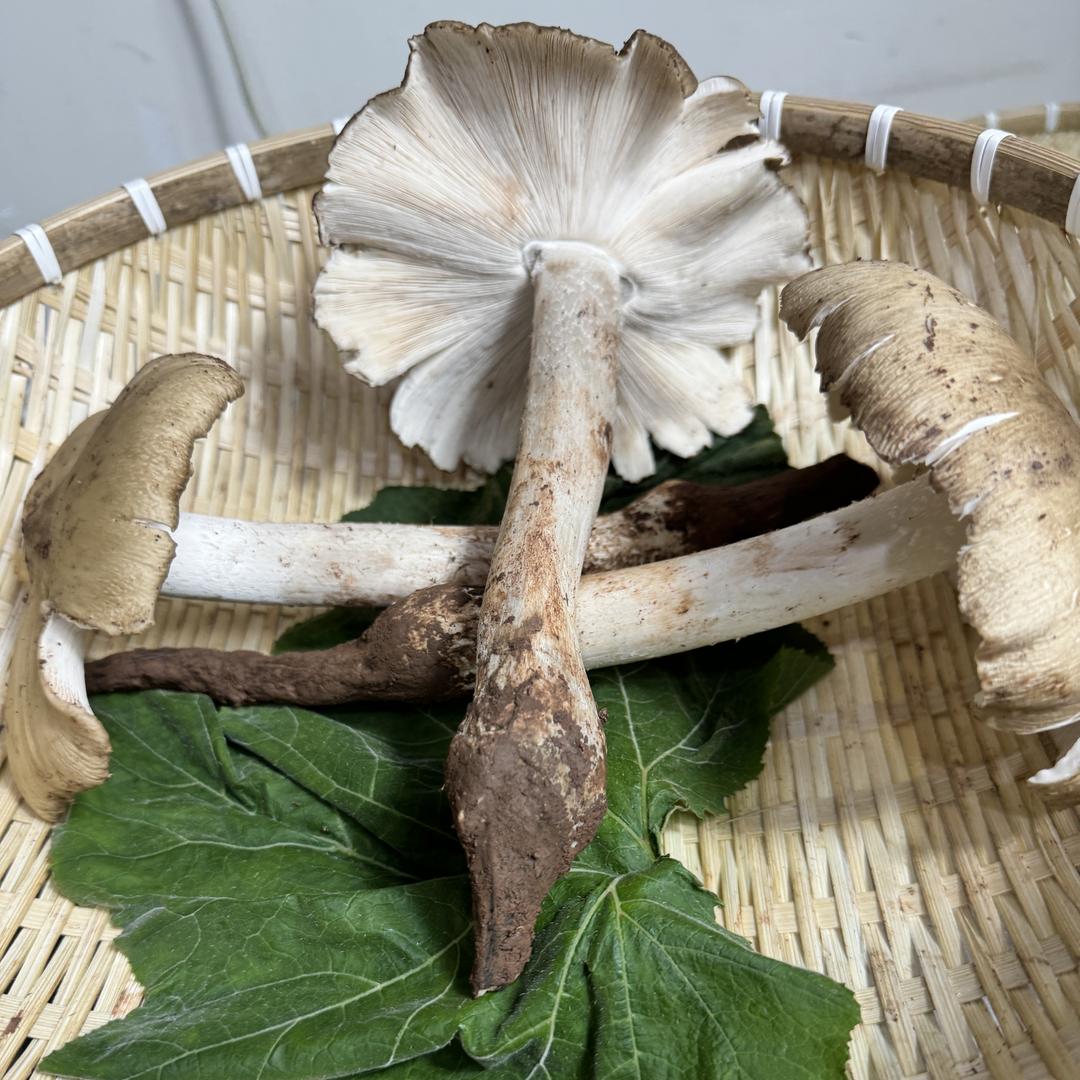 天野生鲜甄选