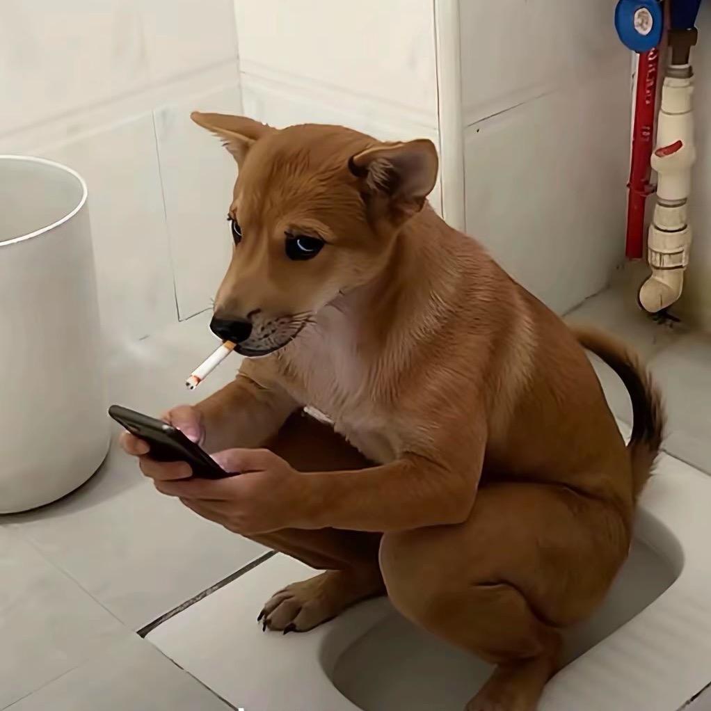 上帝怜爱我的猫